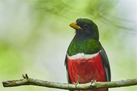 Trogon Collaris FILO CHORDATA CLASE AVES Listado De Especies