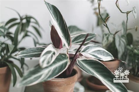 Why Are My Indoor Plants Leaves Turning Brown