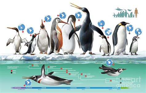 Extinct And Living Penguins #1 Photograph by Jose Antonio Penas/science ...