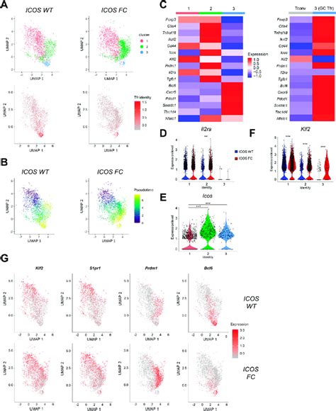 Icos Deficient Treg Cells Show Impaired Treg To Tfr Transition