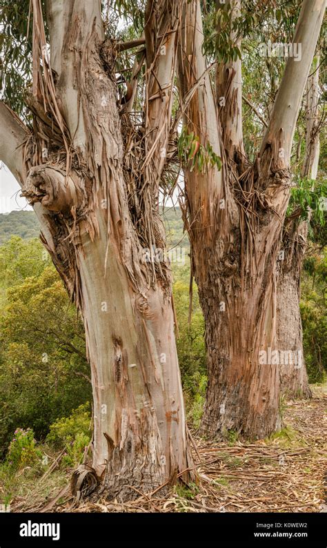 Eucalyptus Tree Trunks Introduced Species Brought From Australia Stock