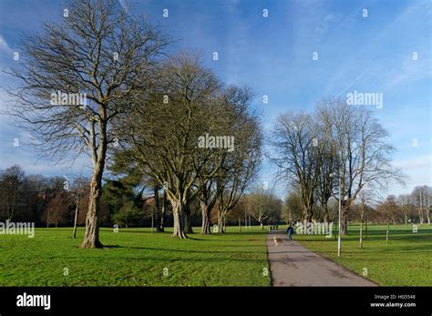 Avenue Of Horse Chestnut Trees Llandaff Fields Cardiff Wales Stock