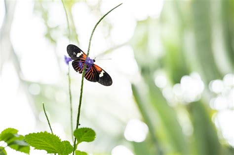 Explore The Colorful And Active ‘butterflies Are Blooming Exhibit At