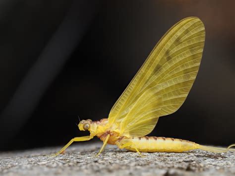 YELLOW-MAYFLY_ADULT_Emily-Roberts,-iNaturalist-NZ-(CC-BY)_01-(1).jpg | NIWA