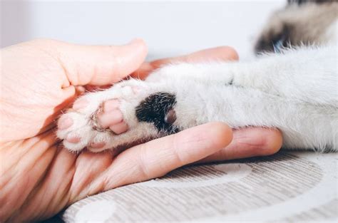 How To Teach A Kitten To Use A Litter Box ThePets