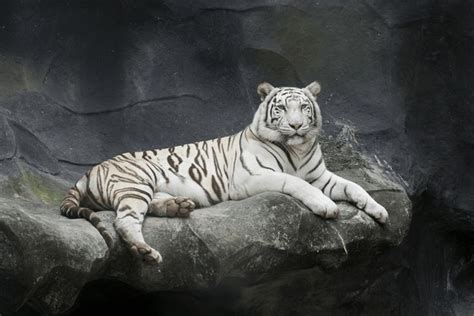 458 Albino White Panther Images, Stock Photos, 3D objects, & Vectors ...