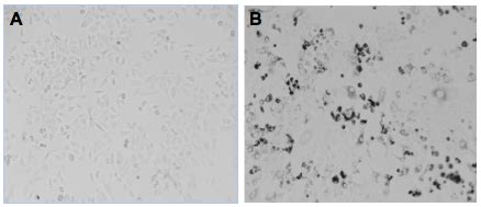 Cell Photos Imanis Life Sciences United States