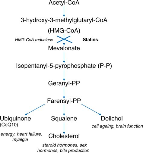 Statins For All The New Premed British Journal Of Anaesthesia