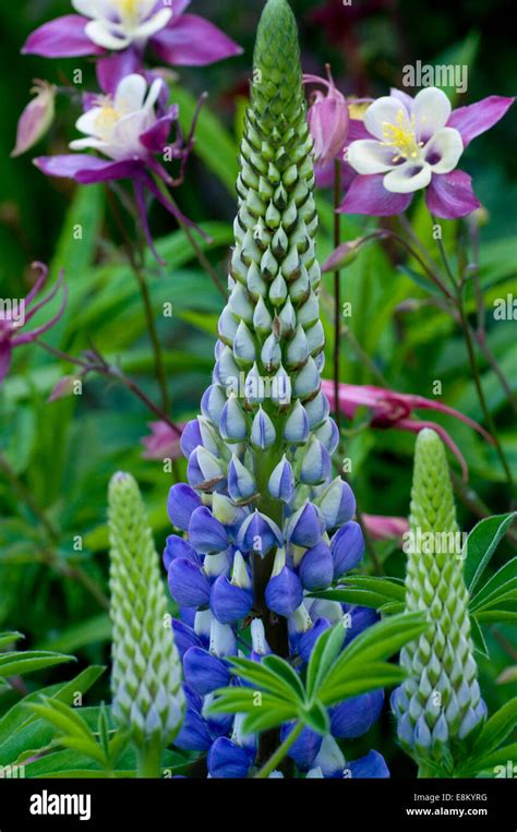 Purple blue Lupin flower. Lupinus, commonly known as lupin or lupine (North America), is a genus ...