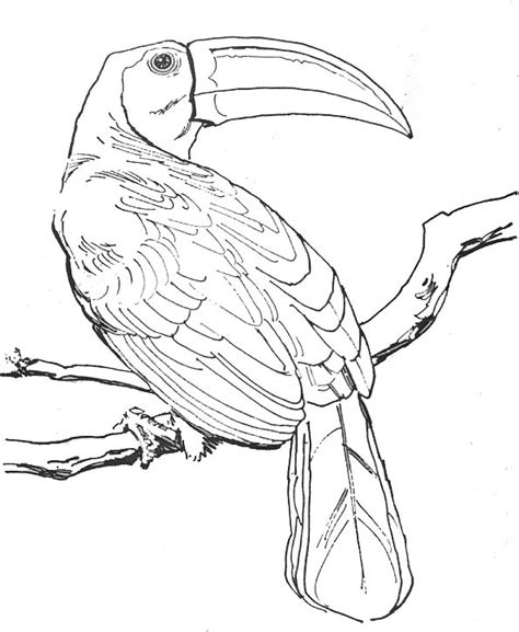 119 dessins de coloriage oiseau à imprimer sur LaGuerche Page 4