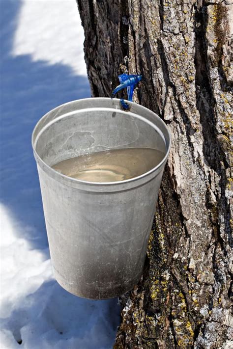 Tapping And Making Your Own Maple Syrup Tapping Maple Trees Maple