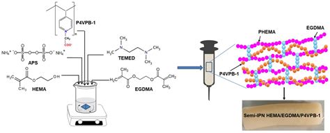 Polymers Free Full Text Semi Interpenetrating Polymer Networks