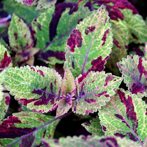 Coleus Premium Sun Mighty Mosaic Annuelle Au Feuillage Multicolore