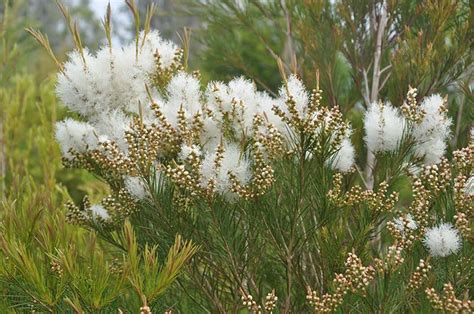 Melaleuca alternifolia – NutraWiki