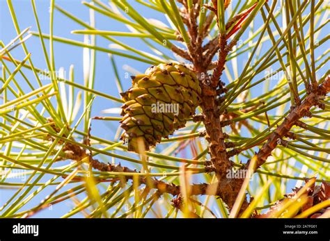 Lower Closeup Of A New Green Pine Cone Hanging On A Branch Of A