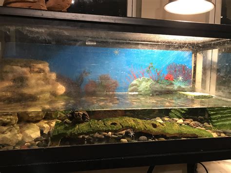 Mud Turtle Care 101: Complete Guide to Tank Size, Breeding, and Disease