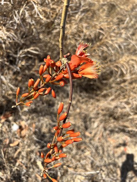 Bat S Wing Coral Tree From St Basalt Qld Au On October At