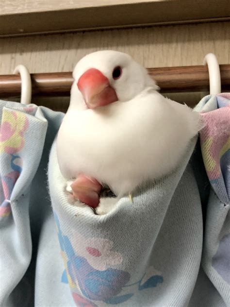 文鳥に文鳥がめり込んでた😅 えのげ