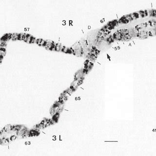 The Third Polytene Chromosome Of Adult Malpighian Tubules Day Old