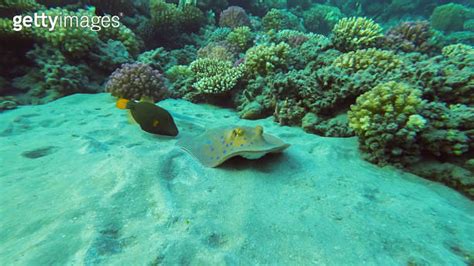 Blue Spotted Stingray Or Bluespotted Ribbontail Ray Taeniura Lymma