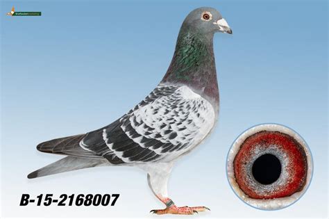 Herbots | Pigeon BE15-2168007