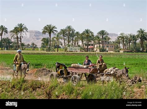 nile river egypt farm farmer agriculture field  boys donkey cart