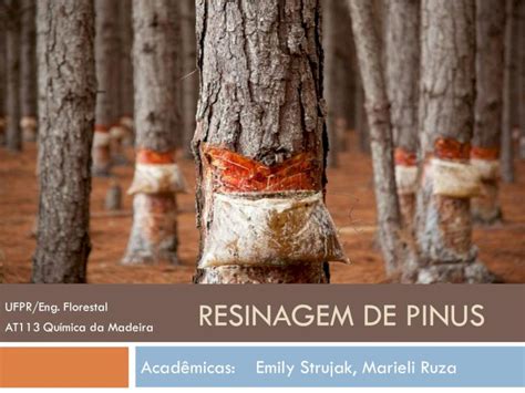 Pdf Resinagem De Pinus Engenharia Industrial De Pinus A Resinagem