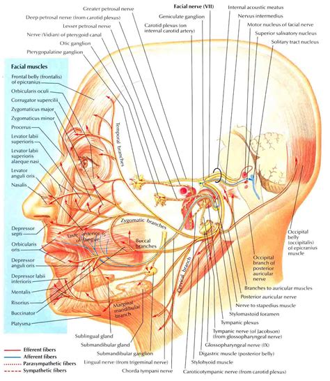 Facial Anatomy Nerves