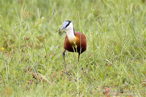 Jacana Africana Archivos Diversidad Y Un Poco De Todo