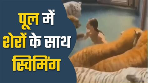 Sher Ka Video शेरों के साथ स्विमिंग पूल में नहाता दिखा शख्स लंगूर और