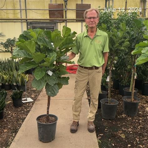 Ficus Lyrata Std Tri State Foliage In House Availability