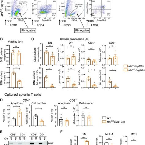 Mnt Loss Increases Apoptosis Of Thymic Dn And Splenic Cd Cells In