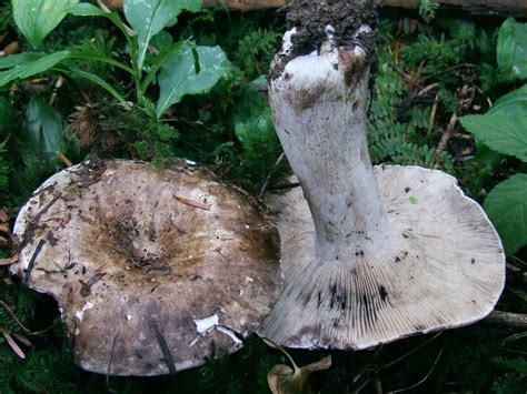 Russula Densifolia The Ultimate Mushroom Guide