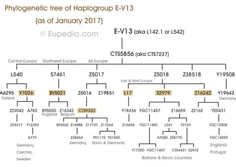 Phylogenetic Tree Of Haplogroup E V13 Y Dna Eupedia Phylogenetic