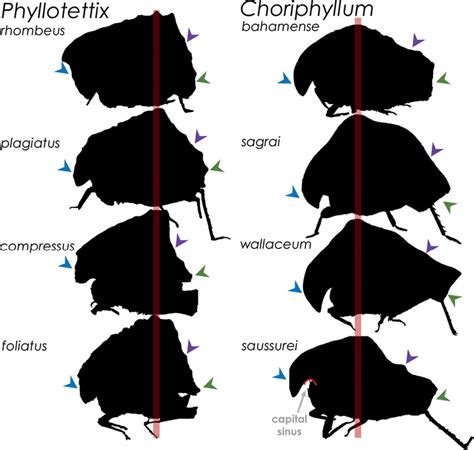 Annotated Schematic Pictorial Key To Genera And Species Of