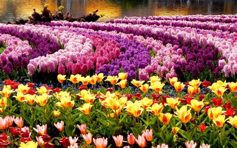 flowers  spring  lucas hampton blog