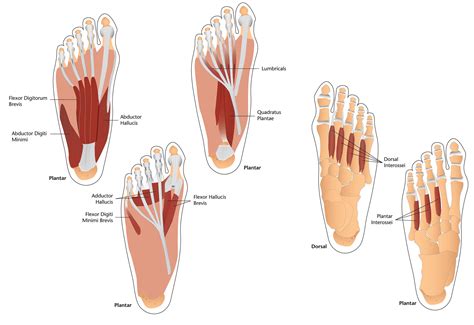 Foot Muscles Illustration on Behance