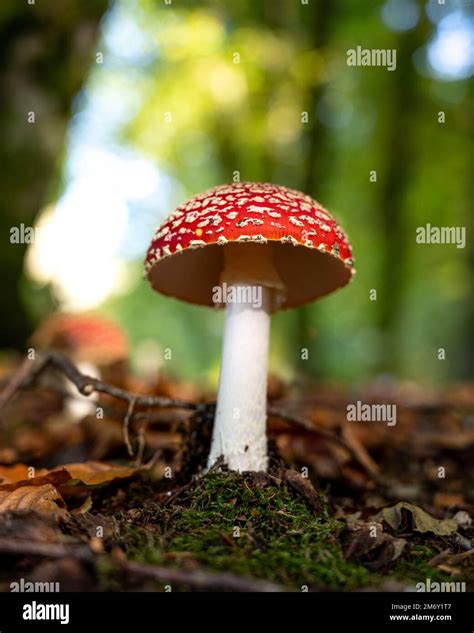 Amanita Muscaria Amanite Tue Mouches Or Fausse Oronge Dangerous