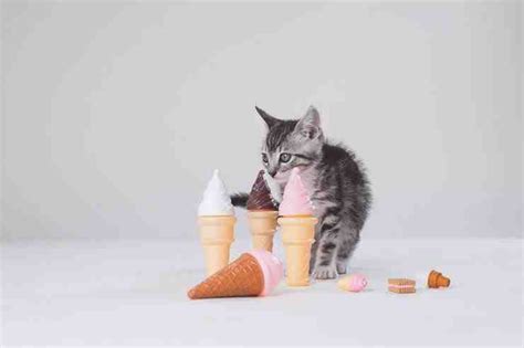 El Helado De Gato Es La Idea Refrescante Para El Verano C Mo Hacerlo