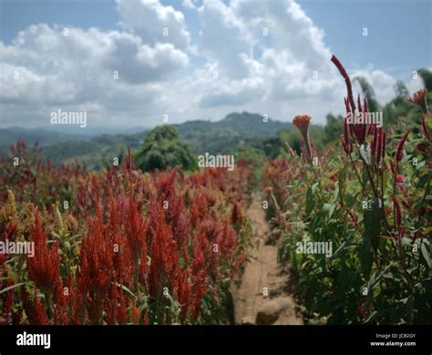 fields of flowers Stock Photo - Alamy