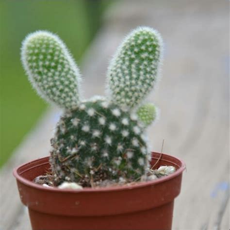 Bunny Ear Cactus Opuntia Microdasys Caring And Growing