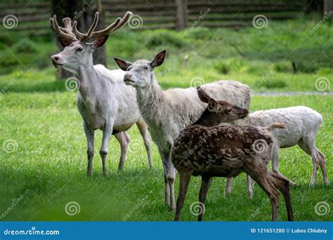 Herd Of White Fallow Deer Rare Albino Fallow Deer Da Stock Photo