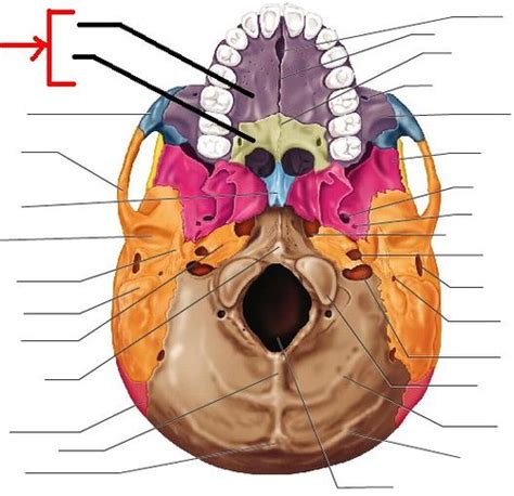 Anatomy Skull Flashcards Quizlet