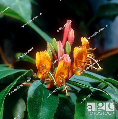 Evergreen Honeysuckle Blossom Lonicera Henryi Stock Photo Picture