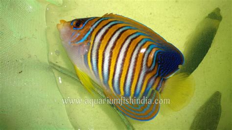 Regal Angelfish - Buy Marine Fish Online - Marine Aquarium Fish Tank Setup