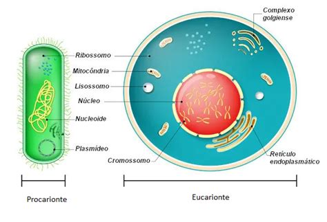 Como As Células Podem Ser Classificadas - As células podem ser classificadas em procariontes e eucario...