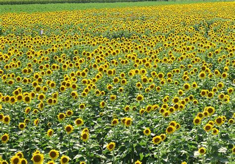 How to visit Kansas Sunflower Fields