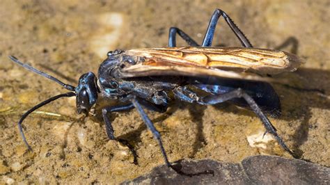 Tarantula Hawk Grand Canyon National Park Us National Park Service