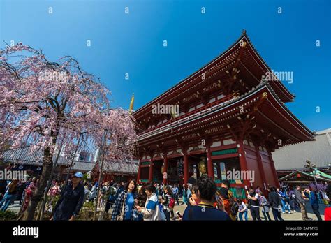 sensoji buddhist temple cherry blossom  res stock photography