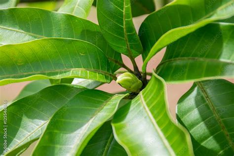 Mango Flower Buds Stock Photo Adobe Stock